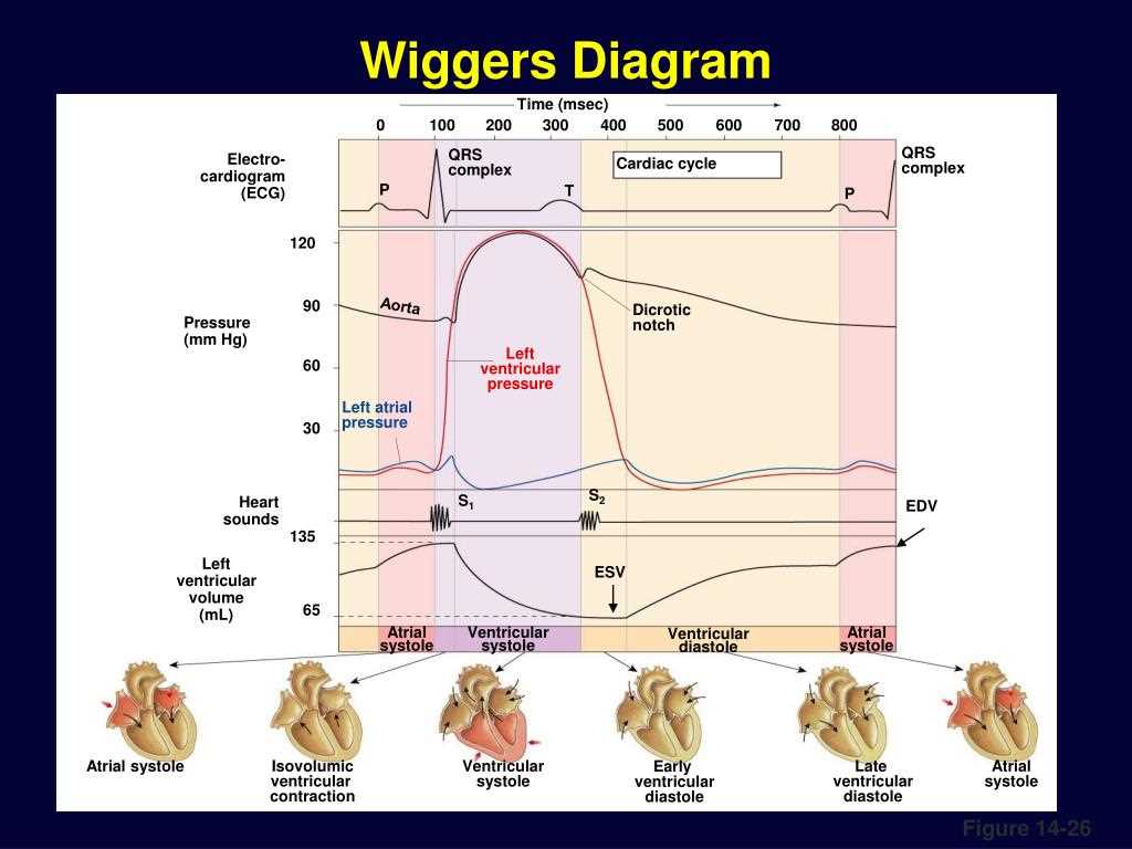 Understanding The Wiggers Diagram A Simple Guide